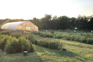 outdoor garden and greenhouse